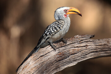 The southern yellow-billed hornbill (Tockus leucomelas) on the branch with brown background.African hornbill sitting on a dry branch.