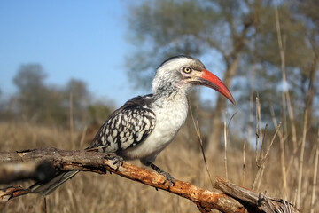 Red-billed hornbill (Tockus rufirostris) sitting on the branch in savana, wide-angle shot from below with blue sky and bushes.Portrait of a bird with a red open beak on the ground.