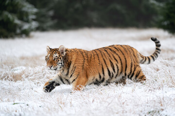 Fototapeta na wymiar Vigilant Siberian tiger walking in snowy grass near the forest. A dangerous beast of prey in the narual habitat.