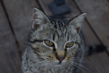 curious tiger stripped feline.
