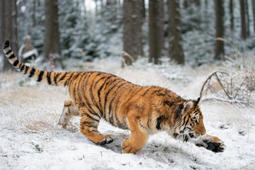 Fototapeta na wymiar Hunting crouched Siberian tiger from the side in the winter forest. Panthera tigris altaica