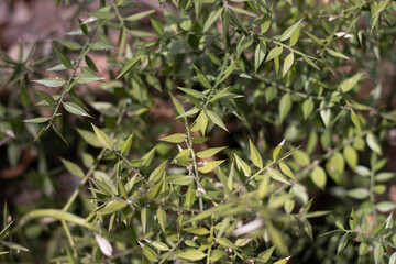 Evergreen perennial semi-shrub Butcher's broom (lat. Ruscus aculeatus) with green prickly leaves on a sunny day.