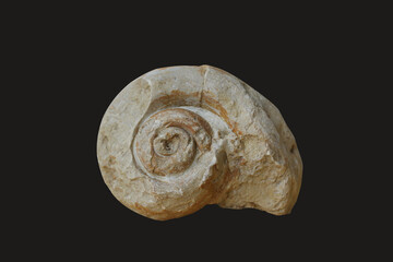 Large snail fossil in black background.
Petrified snail fossil.