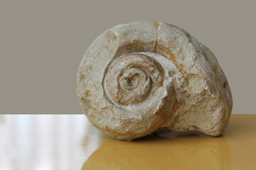 Large snail fossil in yellow gray background.
Petrified snail fossil.