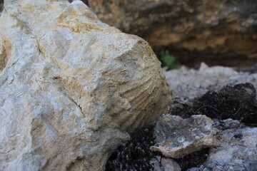 Fossil trail on the rock.
Fossil in rock.
Millions of years of fossil detail