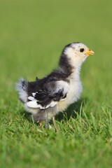 Chick in the grass