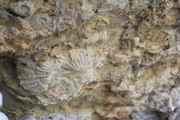 Fossil trail on the rock.
Fossil in rock.
Millions of years of fossil detail