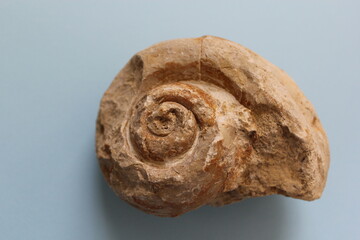 Snail fossil in blue background. A million-year-old snail fossil