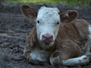 Young calf in the Bavarian mountains, Germany