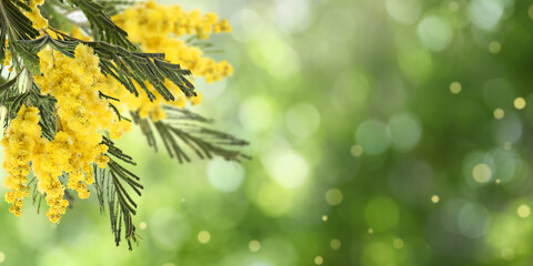 Beautiful yellow mimosa flowers outdoors on sunny day, space for text. Banner design