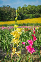 Yellow and Pink Gladiolus Flowers.