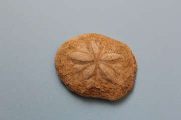 Fossil sea urchin against a soft background. Millions of years old fossil