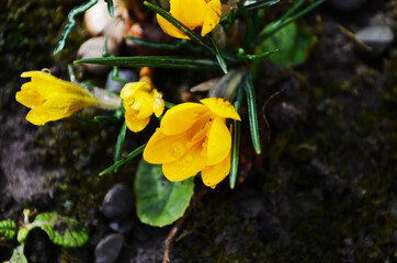 Obraz na płótnie Canvas Dutch yellow crocus closeup. Primroses flowering crocus