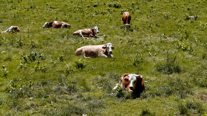 Herd of cows on a meadow in the Bavarian mountains, Germany