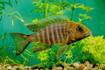 Aulonocara jacobfreibergi