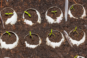 Сlose up view of growing tomatoes plants indoors before season in egg shell.  Healthy eating concept.