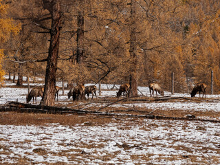 Mountain Altai in autumn. A herd of red deer (Cervus elaphus sibiricus) in a pen.