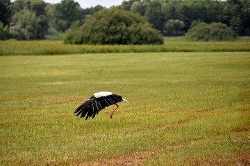 storks, birds, Biebrza National Park, nature, meadows,