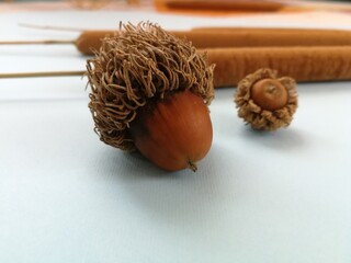 Reeds and bonito on a blue background. 
Harmony of reeds and acorns.