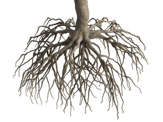 Tree root isolated on white background. 3d rendering.