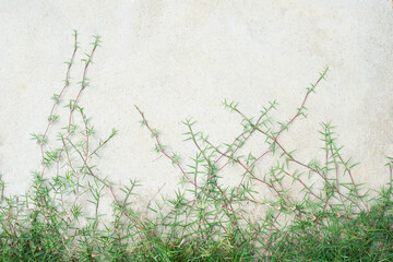 Green grass growing up the wall.