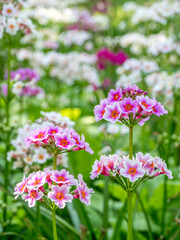 Close-up of a field of Candelabra Primrose.