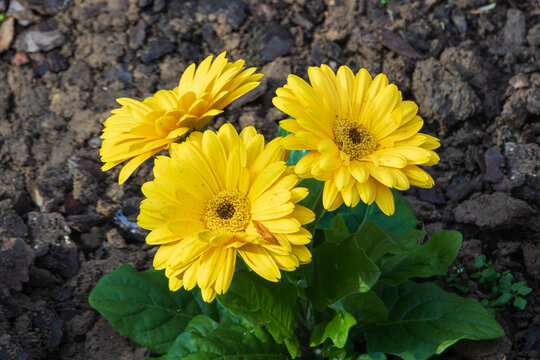 gerbere gialle