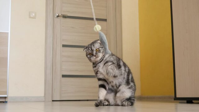 Cute funny gray scottish fold cat plays with a toy on a string in the room. The concept of games with pets, activities for cats.