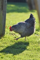 range chicken in grass
