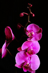 Purple orchid flower phalaenopsis, phalaenopsis or falah. Butterfly orchids. Violet orchid flower...
