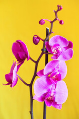 Purple orchid flower phalaenopsis, phalaenopsis or falah. Butterfly orchids. Violet orchid flower and blossoms. Pink Phalaenopsis or Moth dendrobium Orchid flower.