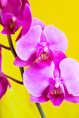 Purple orchid flower phalaenopsis, phalaenopsis or falah. Butterfly orchids. Violet orchid flower...