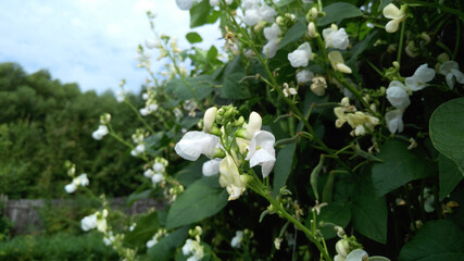 Bean flowering. White flowers and first pods on the plant. Agricultural crops. Selective focus