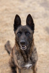 Beautiful dutch shepherd dog portrait outdoors