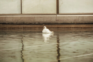 White dove in the water with reflection in the water