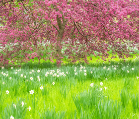USA, Pennsylvania, Wayne and Chanticleer Gardens springtime blooming crabapple and narcissus