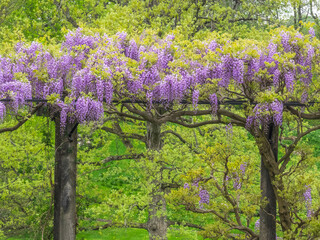 USA, Pennsylvania, Wayne and Chanticleer Gardens springtime flowering Wisteria vine
