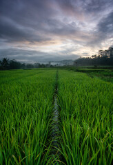 Beautiful rice field view in the morning the rice leaves are green