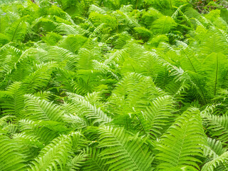 Fototapeta na wymiar USA, Pennsylvania, Wayne and Chanticleer Gardens with green lush ferns