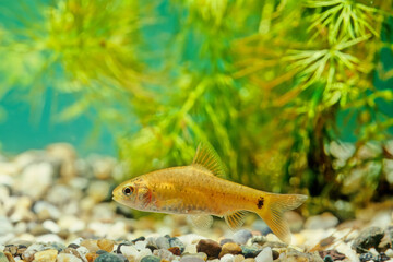 Obraz premium Goldfinned barb Puntius sachsii