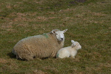 Obraz premium Schaf mit Lamm