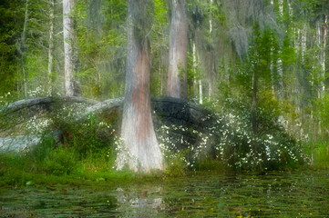 USA, South Carolina, Cypress Gardens. Stone footbridge next to swamp and cypress trees.