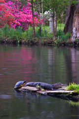 USA, South Carolina, Magnolia Gardens. An alligator and turtle sun themselves.