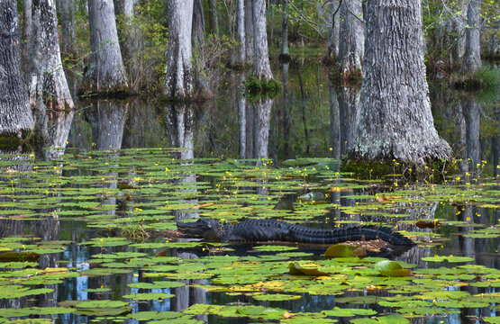 USA, South Carolina, Cypress Gardens. Alligator Rests On Log In Swamp.