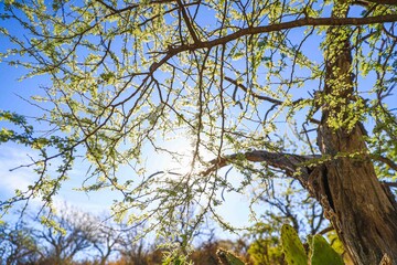 Branches and leaves of the mesquite tree typical of the Sonoran desert. Tonibabi ejido in the...