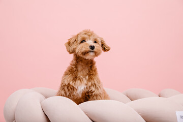Maltipoo dog. Adorable Maltese and Poodle mix Puppy. Pink background