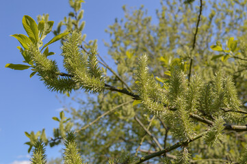 Young Verba leaves and inflorescences in spring on a natural background with selective focus