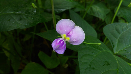 Beautiful purple, lilac and yellow bean flower in raindrops. Growing organic food. Selective focus.