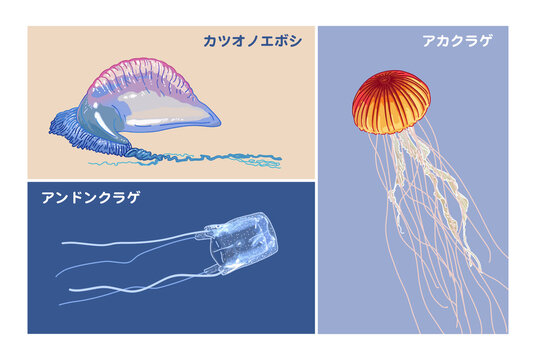 海の危険生物 クラゲ カツオノエボシ イラスト