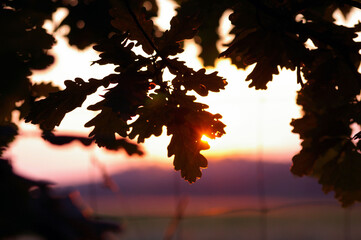 dąb,  drzewa, zachód słońca. liście. liście dębu, kolory, niebo, krajobraz, pejzaż, światło. słońce, 
